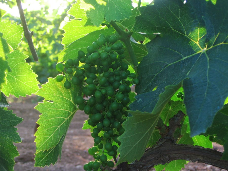 bunches of grapes at Kellari Papachristou vineyards